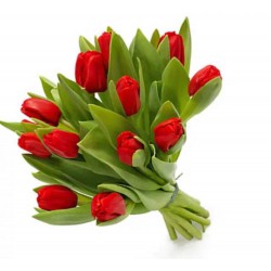 Tulips 13