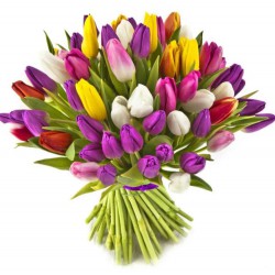 Tulips 29 Mix