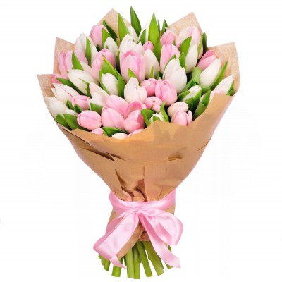 Tulips 51 White and Pink 