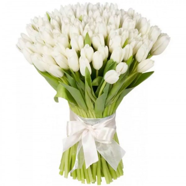 Tulips white 101