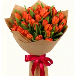 Tulips 31 Red 