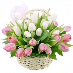 Tulips 39 White and Pink in the Basket