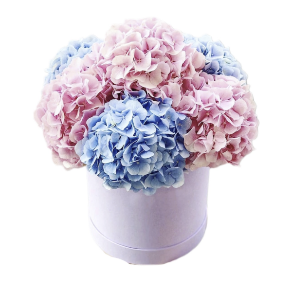 Box of Hydrangeas