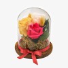 Preserved roses in glass jar 