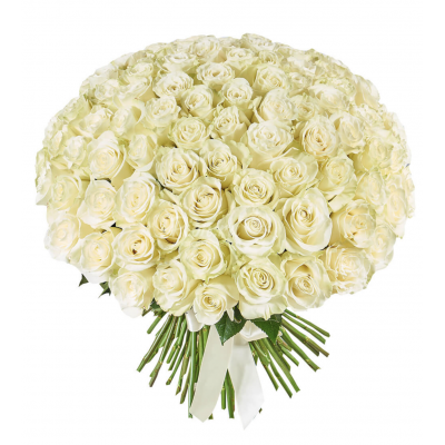 101 White Roses