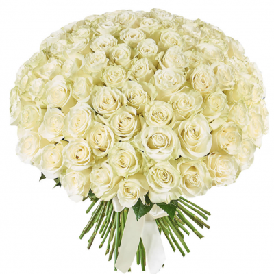 101 White Roses
