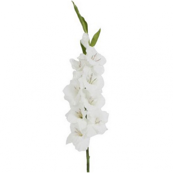 Gladiolus Gladiolus
