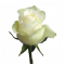 Rose White