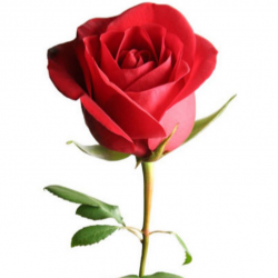 Rose Red 